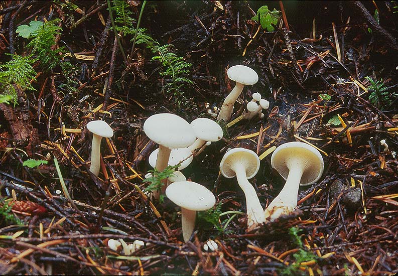 Lepista densifolia